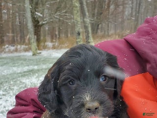 Mixed Breed dogs - Ad 16