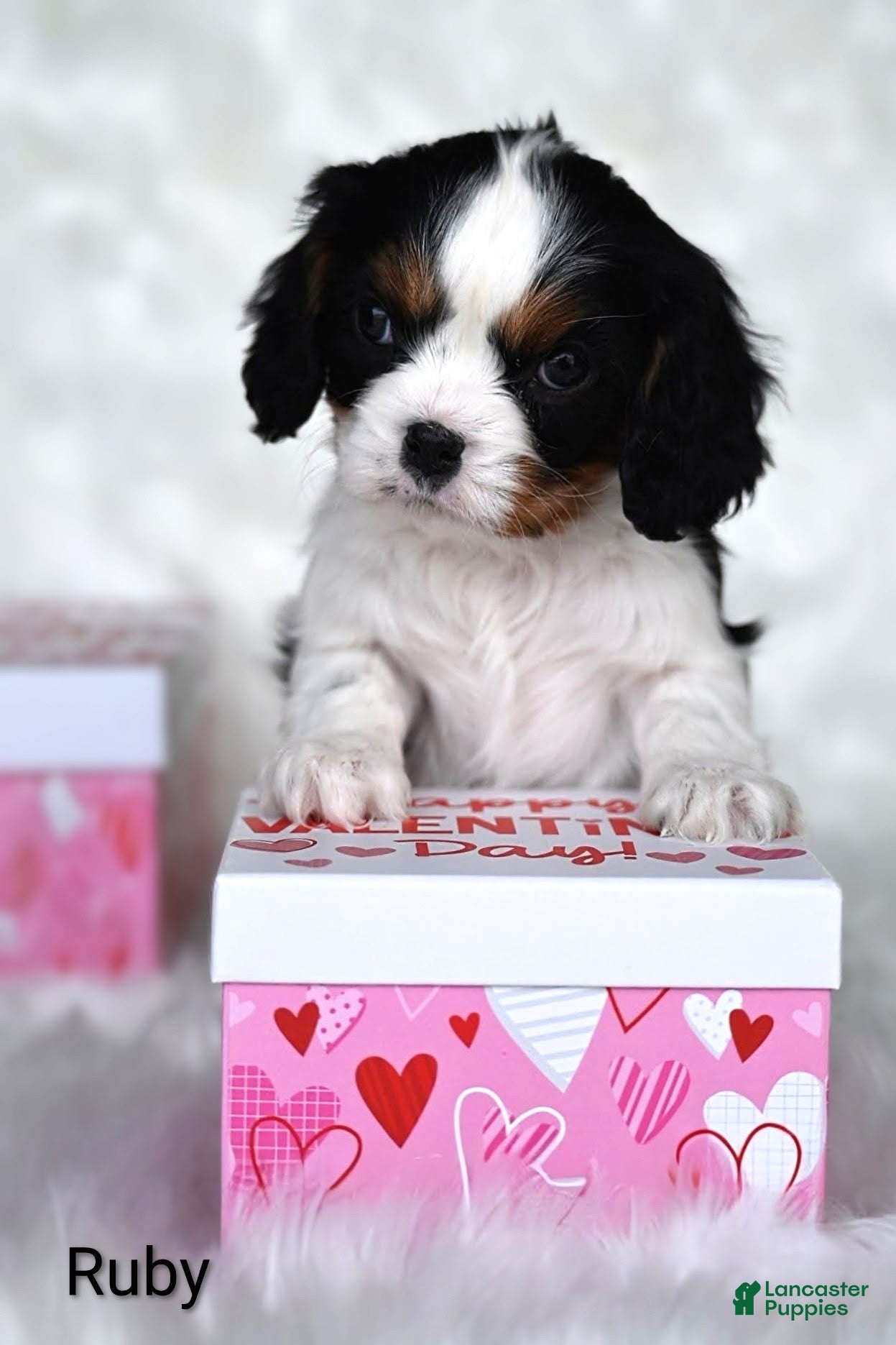 Cavalier King Charles Spaniel dogs Ruby - Ad 38