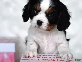 Cavalier King Charles Spaniel dogs Ruby - Ad 38