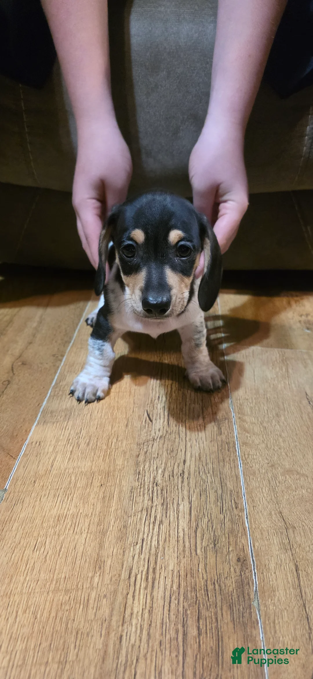 Miniature Dachshund dogs for sale: Miniature Dachshund Puppy 2 - Ad 1