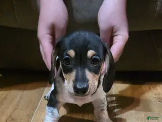 Miniature Dachshund dogs Miniature Dachshund Puppy 2 - Ad 40