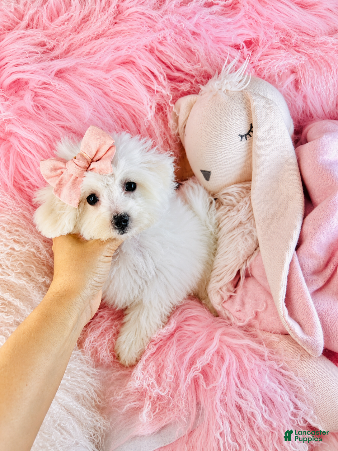 Maltipoo dogs for sale: Maltipoo 1 - Ad 1
