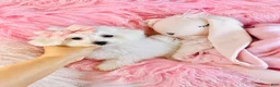 Maltipoo dogs for sale: Maltipoo 1 - Ad 1