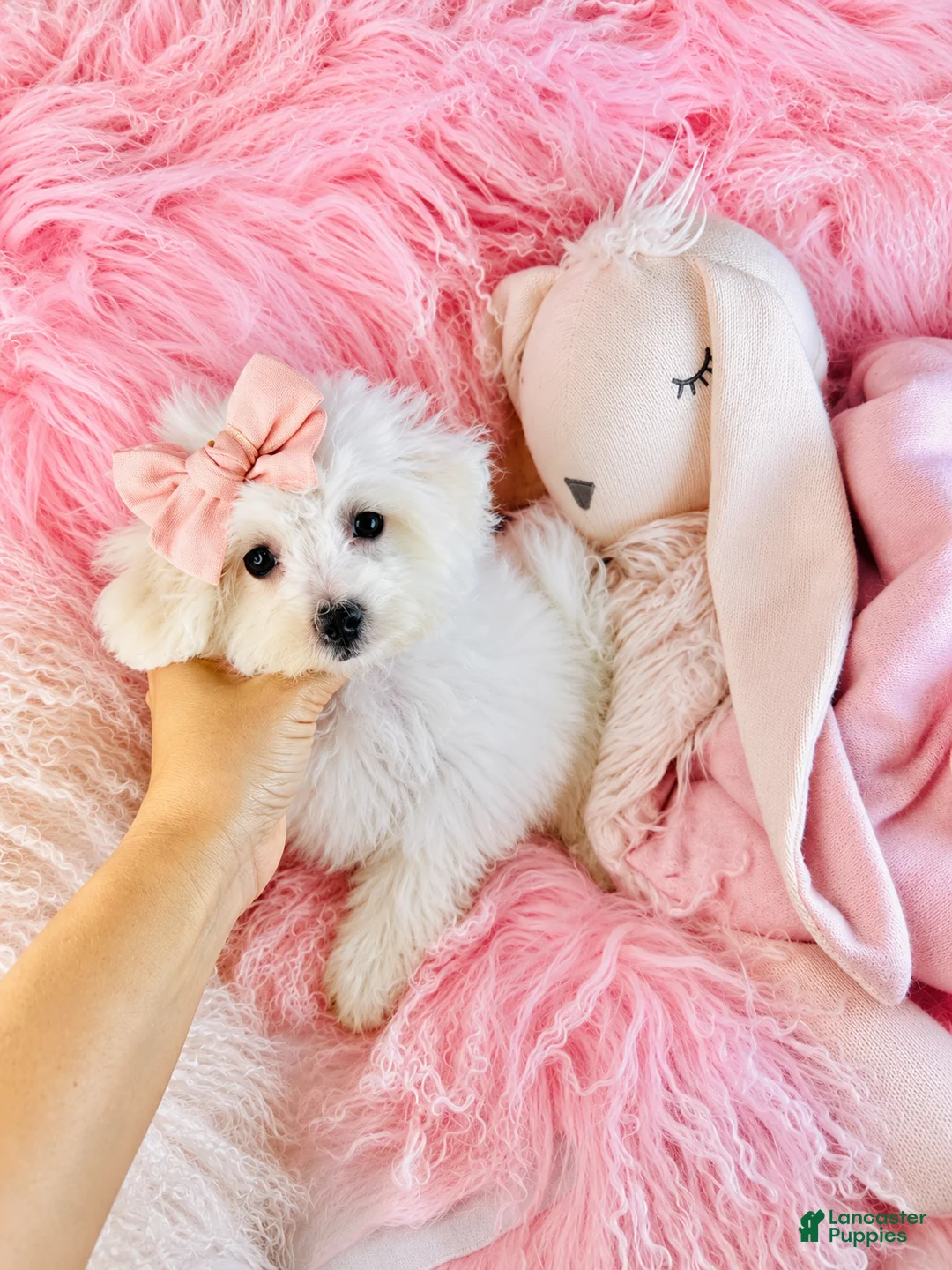 Maltipoo dogs for sale: Maltipoo 1 - Ad 1