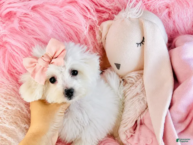 Maltipoo dogs for sale: Maltipoo 1 - Ad 1