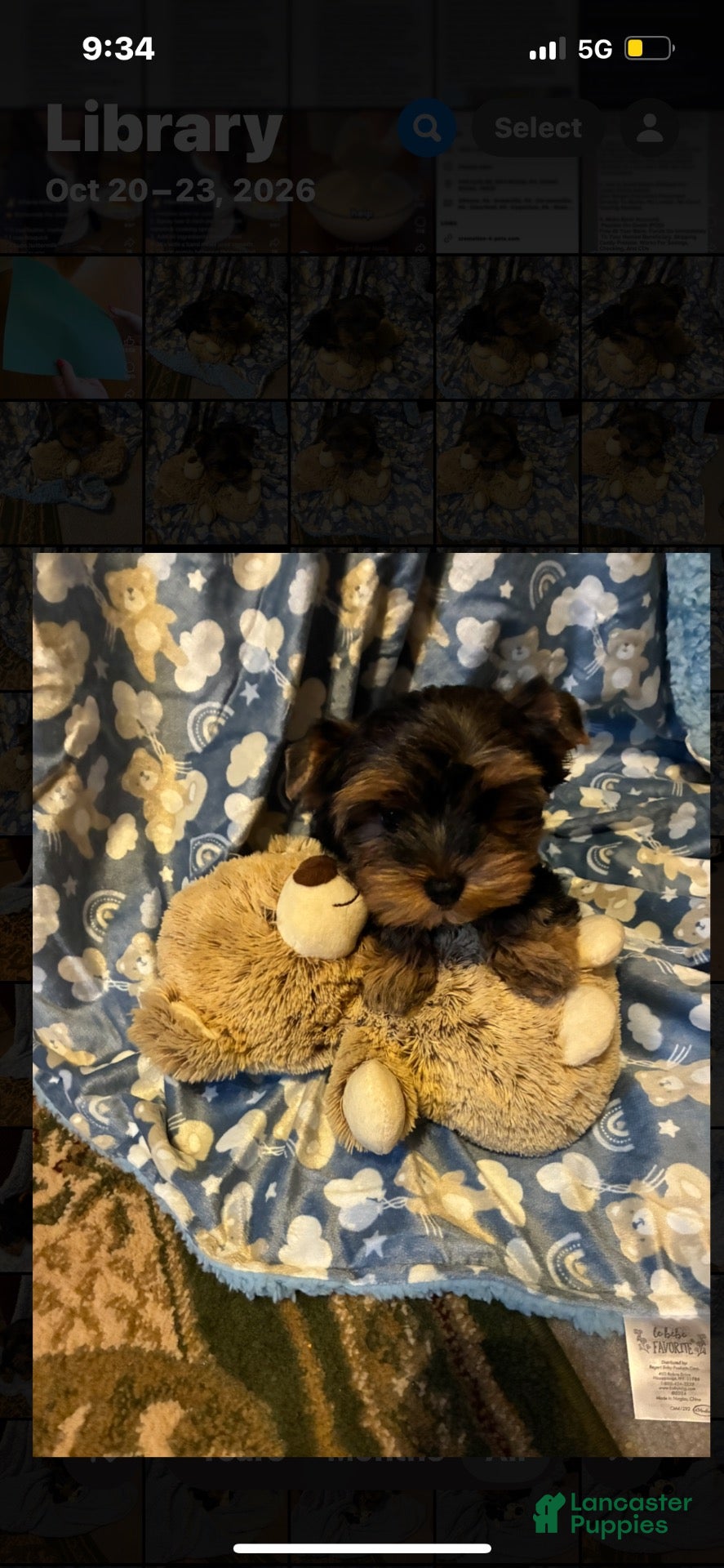 Yorkshire Terrier dogs for sale: Casper - Ad 2