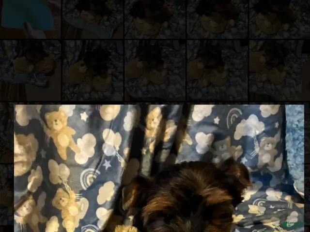 Yorkshire Terrier dogs for sale: Casper - Ad 2