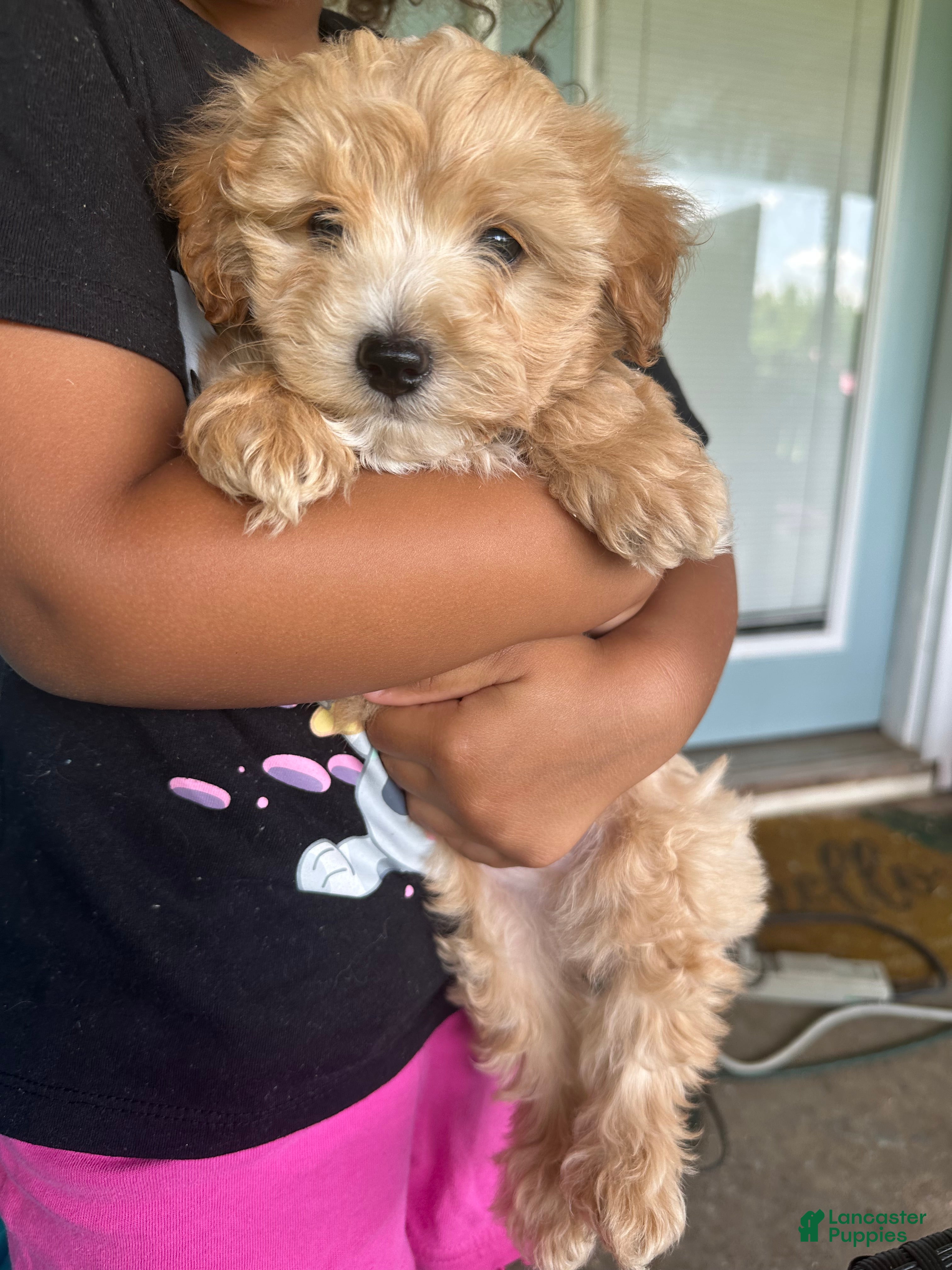 Maltipoo dogs Maltipoo 3 - Ad 33