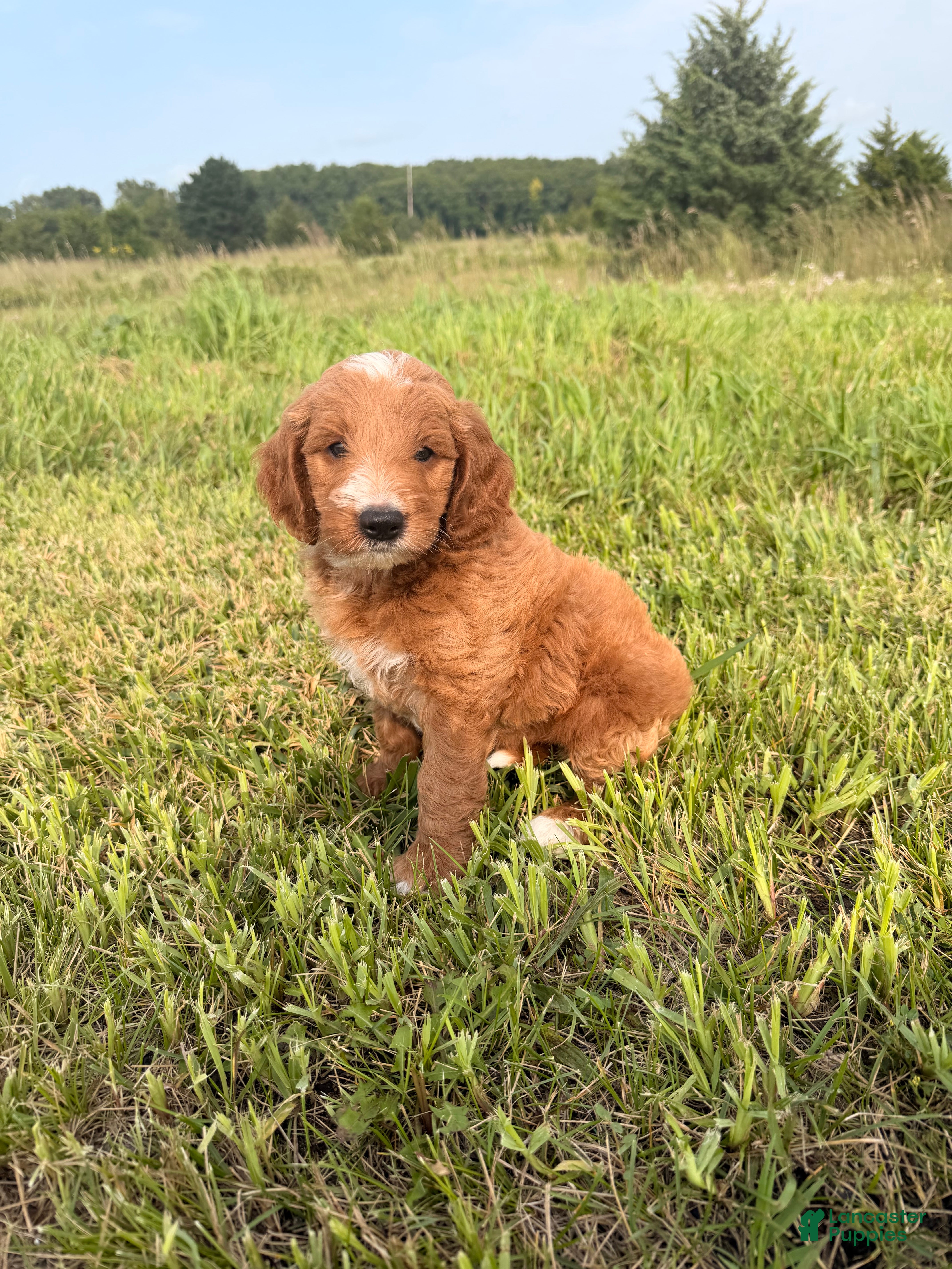 Mini Goldendoodle dogs Mini Goldendoodle 3 - Ad 31