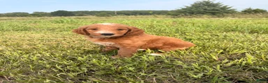 Mini Goldendoodle 3