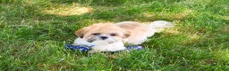 Shih Tzu dogs for sale: Theon  - Ad 9