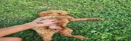 Mini Goldendoodle dogs for sale: Baxter green collar - Ad 3