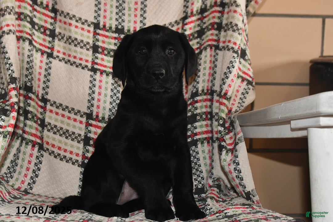 Labrador Retriever dogs for sale: Cocoa  - Ad 1