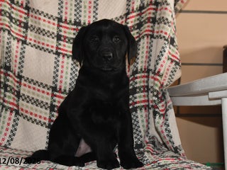 Labrador Retriever dogs Cocoa - Ad 13