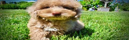 Havapoo dogs for sale: Gorgeous - Ad 19