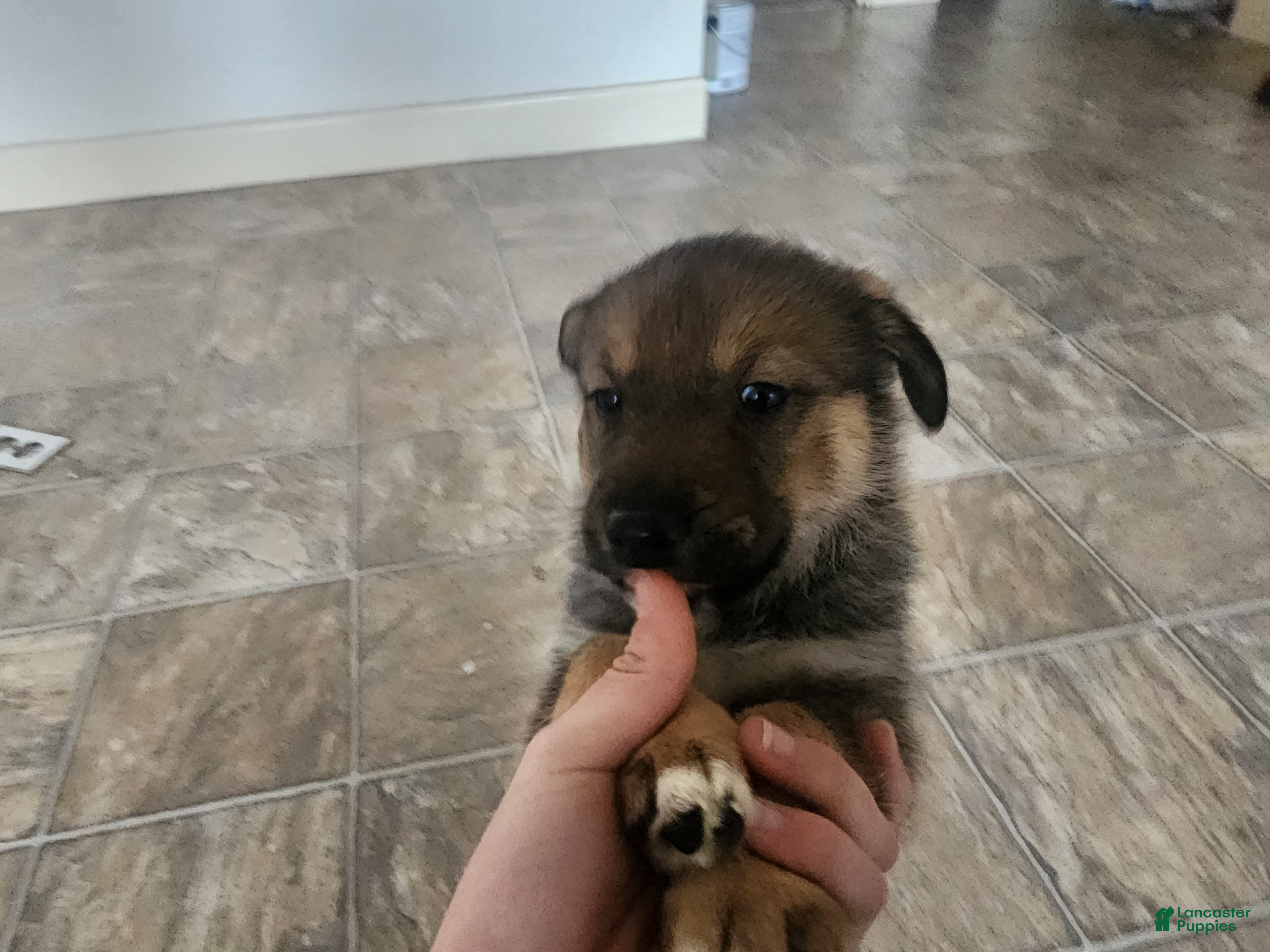 Mixed Breed dogs Tip/Twinkle Toes - Ad 25