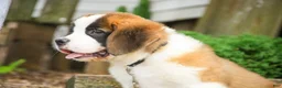 Saint Bernard dogs for sale: William Saint Bernard  - Ad 2