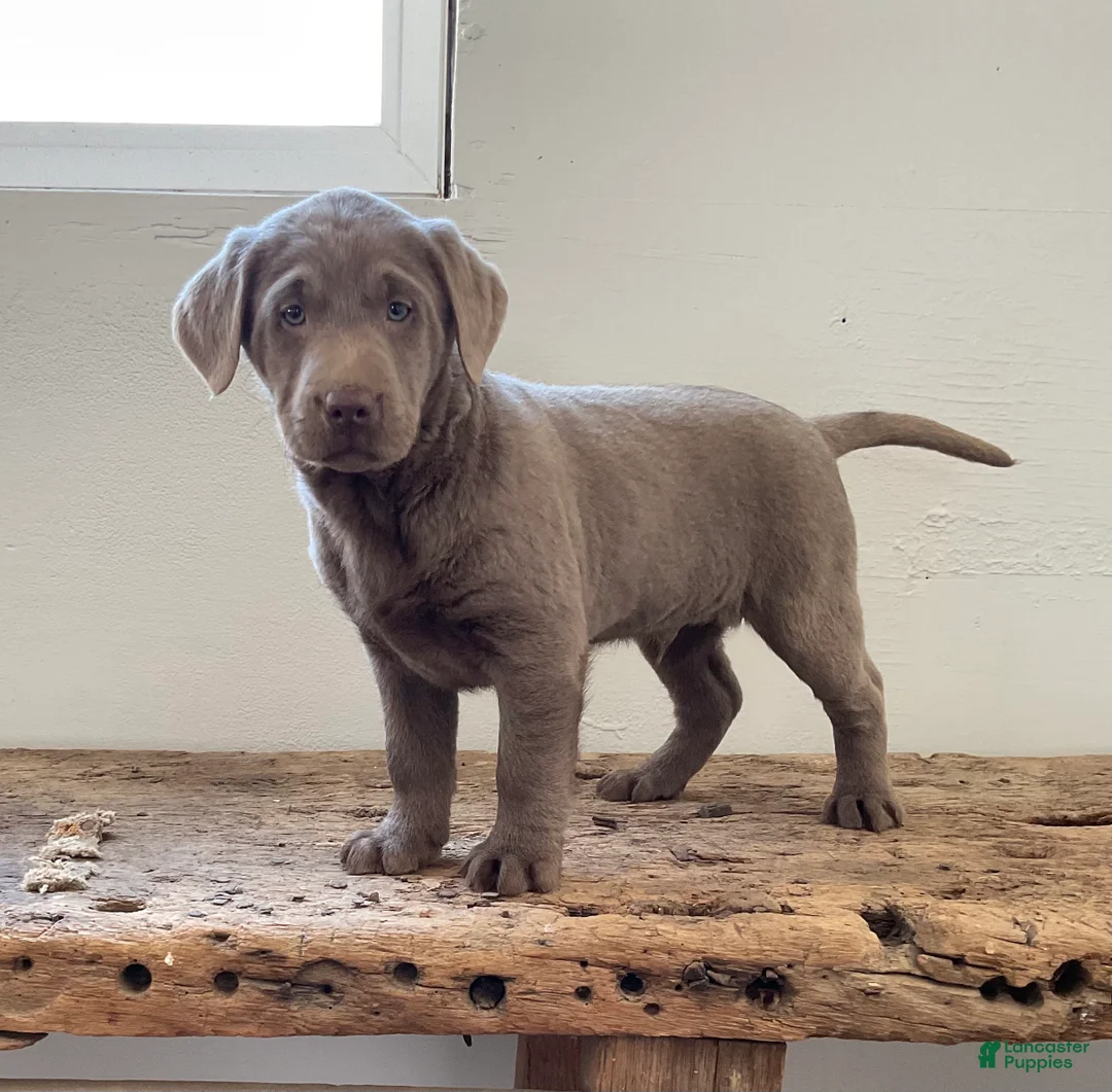 Labrador Retriever dogs for sale: Elliot - Ad 1