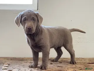 Labrador Retriever dogs Elliot - Ad 22