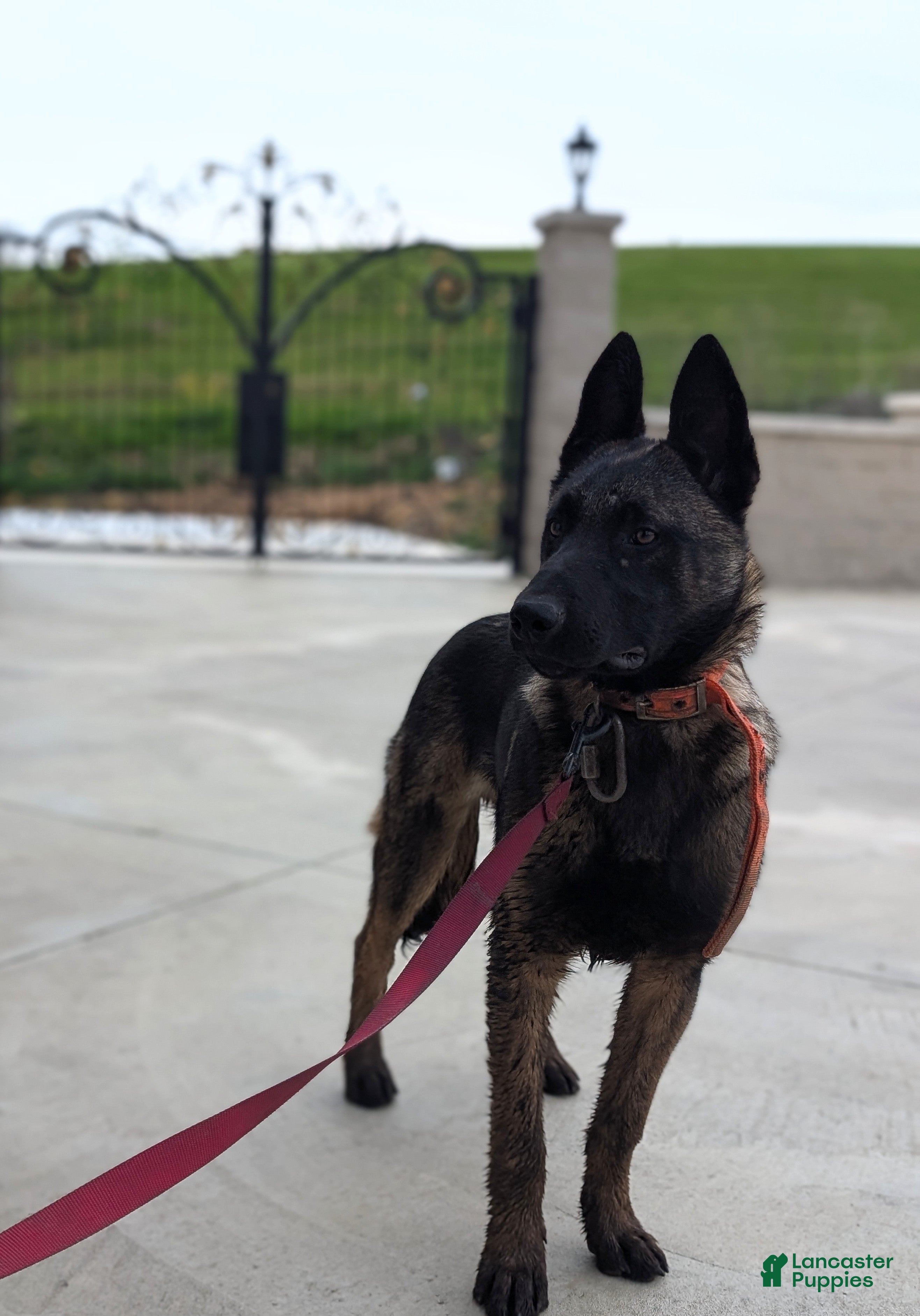 German Shepherd dogs Hitman  - Ad 1