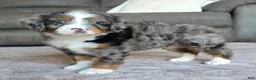 Mini Bernedoodle dogs for sale: Mini Maggie - Ad 18