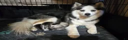 Pomsky dogs for sale: Black mini - Ad 8