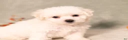 Bichon Frise dogs for sale: Quincey - Ad 3