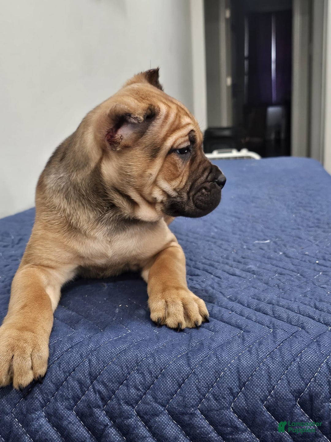 Cane Corso dogs for sale: BELLA - Ad 2