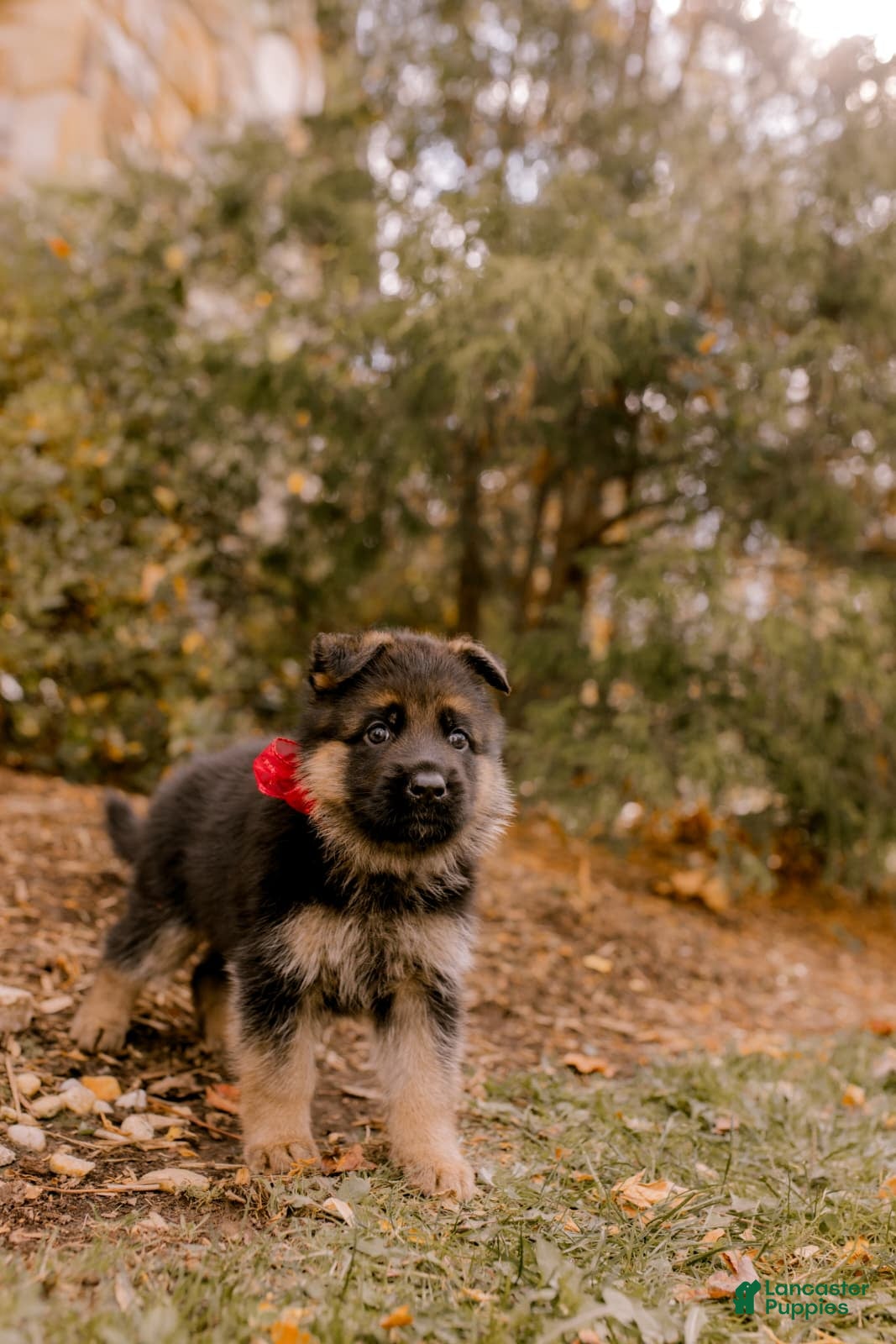 German Shepherd dogs Sophie - Ad 33