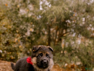 German Shepherd dogs Sophie - Ad 33