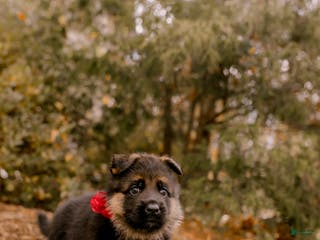 German Shepherd dogs Sophie - Ad 33