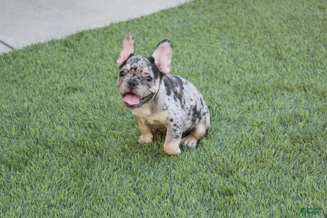 French Bulldog dogs for sale: French Bulldog Puppy 1 - Ad 5