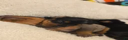 Miniature Dachshund dogs for sale: Larry - Ad 3