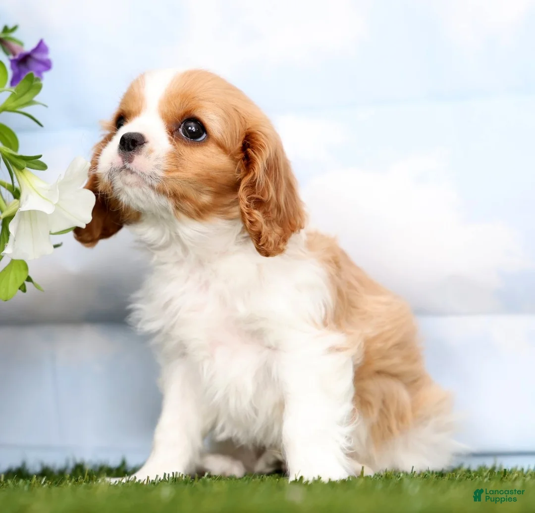 Cavalier King Charles Spaniel dogs for sale: Oliver - Ad 1