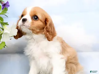 Cavalier King Charles Spaniel dogs for sale: Oliver - Ad 3