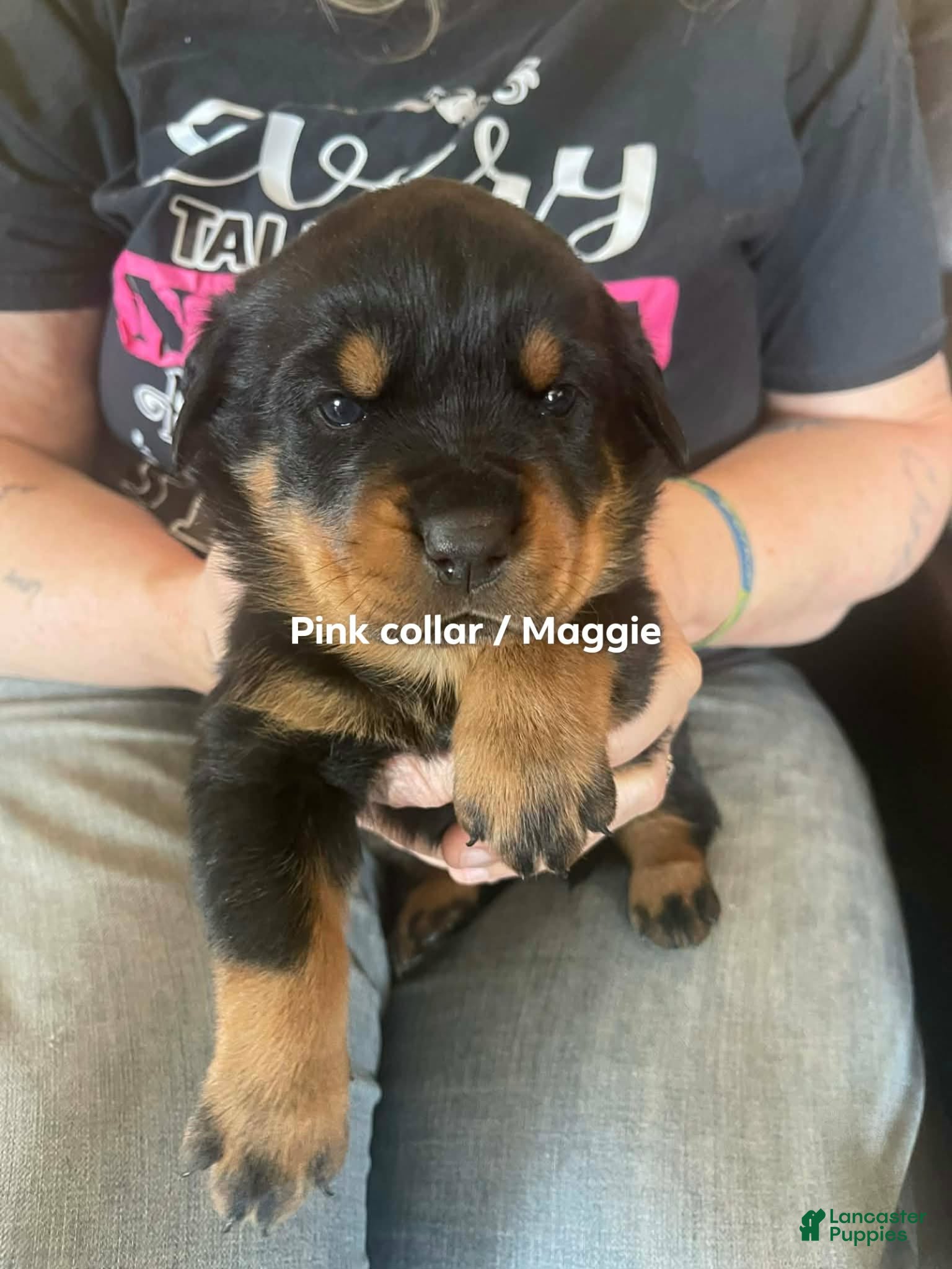 Rottweiler dogs Rottweiler Puppy 4. Maggie - Ad 1