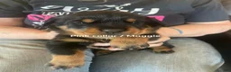 Rottweiler dogs for sale: Rottweiler Puppy 4. Maggie - Ad 1