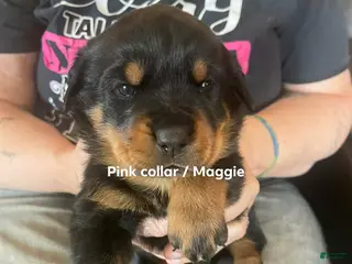 Rottweiler dogs for sale: Rottweiler Puppy 4. Maggie - Ad 3