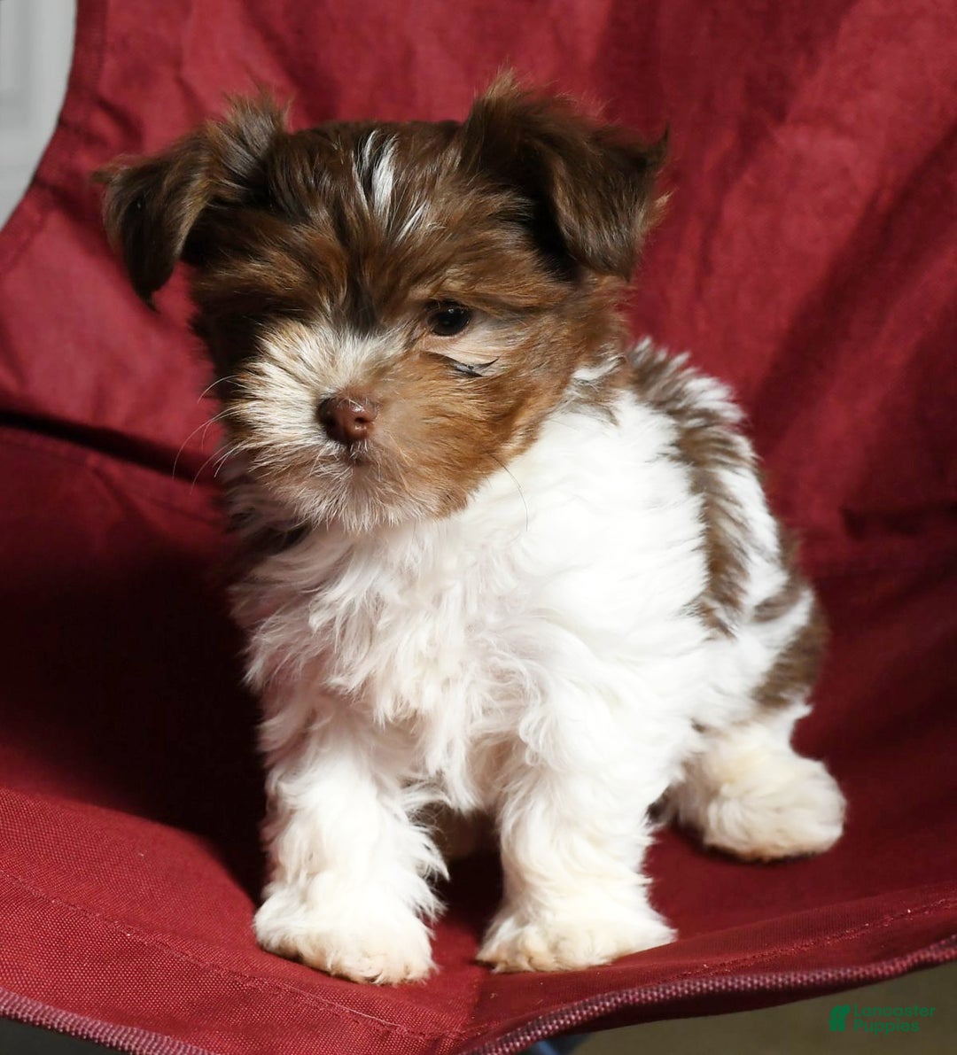 Havanese dogs for sale: Carolina - Ad 6