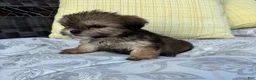 Shorkie dogs for sale: Rachel  - Ad 5