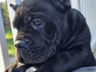 Cane Corso dogs ZEUS - Ad 32