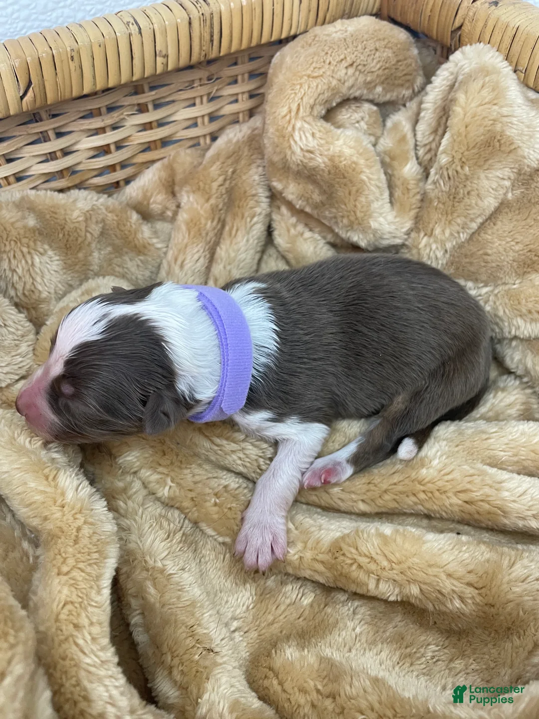 Australian Shepherd dogs for sale: Australian Shepherd- Daisy - Ad 2