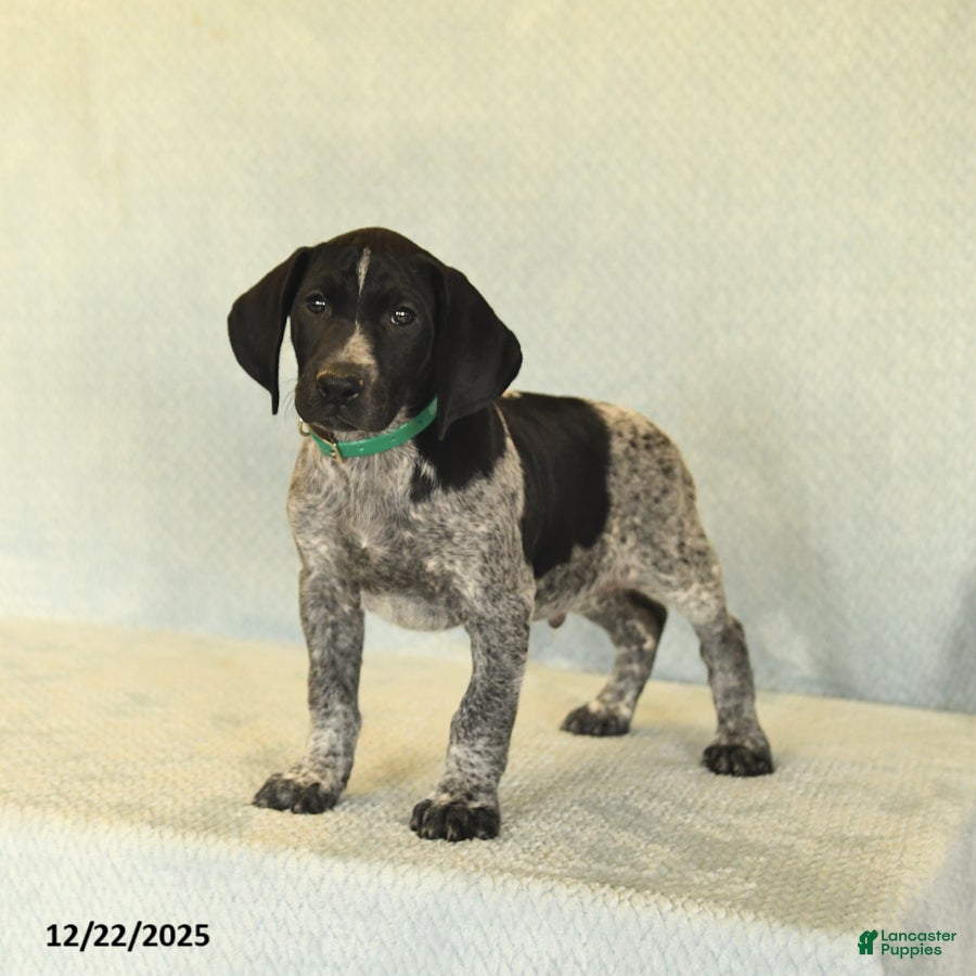 German Shorthaired Pointer dogs Tye - Ad 1
