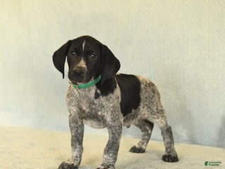 German Shorthaired Pointer dogs Tye - Ad 1