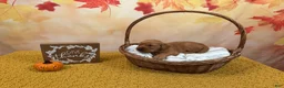Golden Retriever dogs for sale: Autumn  - Ad 6