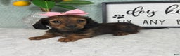 Miniature Dachshund dogs for sale: Delilah  - Ad 3