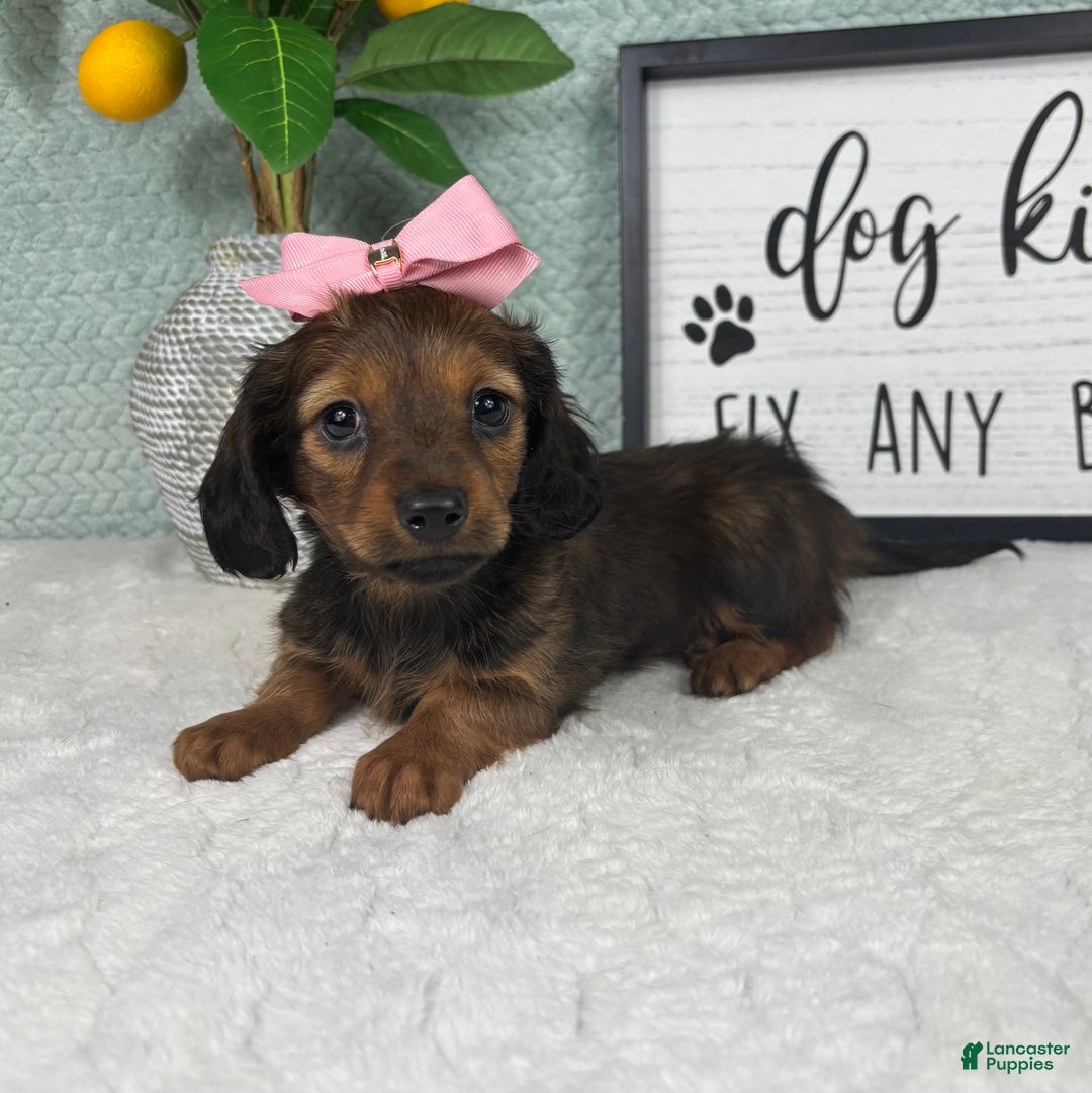 Miniature Dachshund dogs for sale: Delilah  - Ad 3