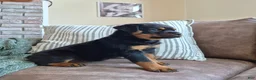 Rottweiler dogs for sale: Nova - Ad 4
