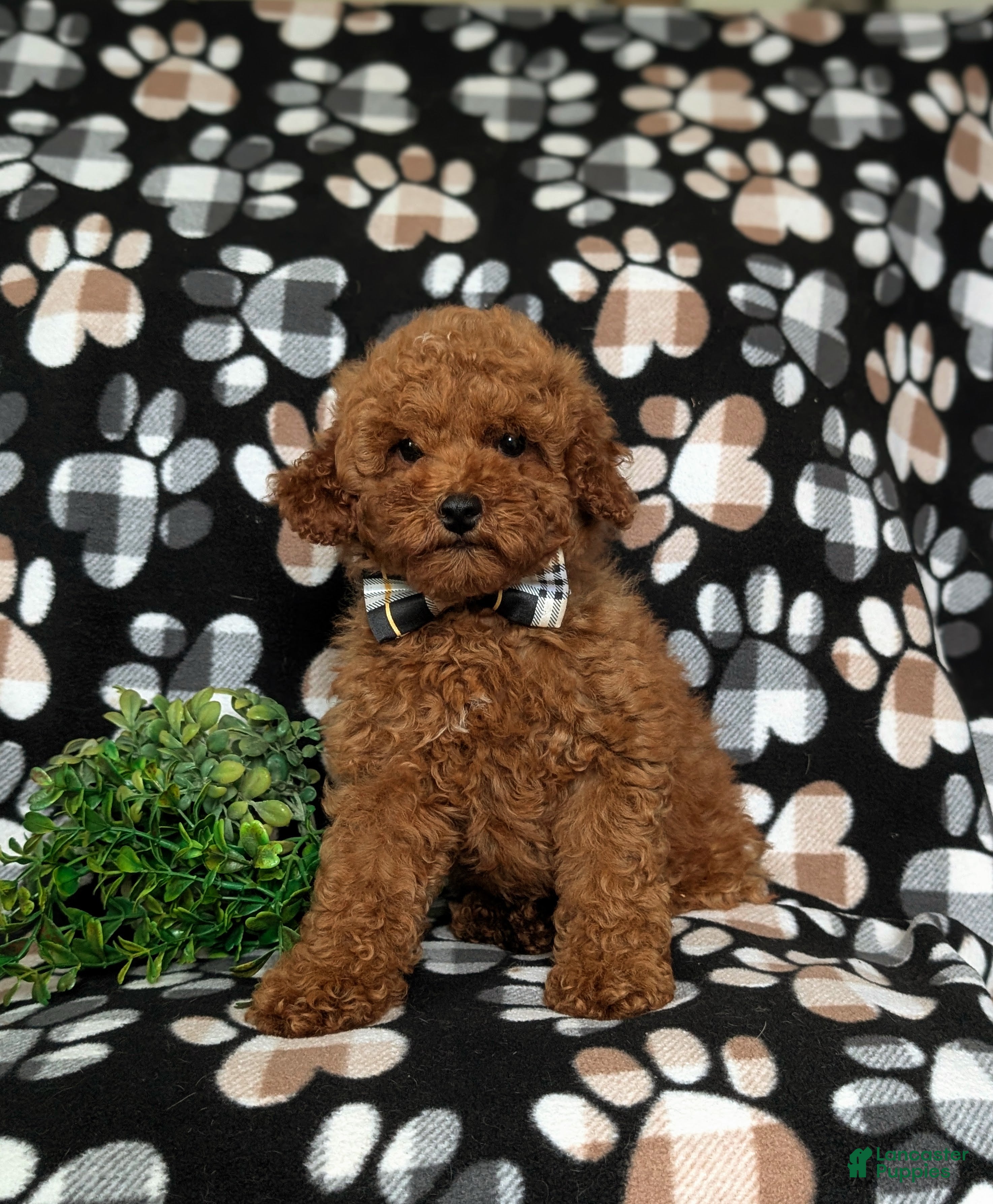 Miniature Poodle dogs for sale: Richmond AKC Registered - Ad 1
