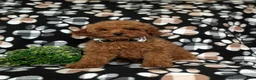 Miniature Poodle dogs for sale: Richmond AKC Registered - Ad 1